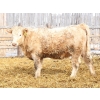 Image 3 : Kelly, Rita & Corey Fitzpatrick - 725# March Delivery Heifers - 68 Head (Glen Ewen, SK)