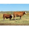 Image 3 : City View Farms Ltd. - 725# October Delivery Steer Calves - 81 Head (Moose Jaw, SK) VBP+