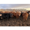 Image 5 : Rice Farms - 950# April Delivery Steers - 180 Head (Lacombe, AB)