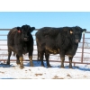 Image 2 : David Garvey - 1625# March Delivery Cows - 67 Head (Wapella, SK)