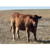 Image 5 : Clay Ridge Farms Inc. - 870# October Delivery Grass Heifers - 37 Head (Big Stone, AB)