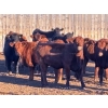 Image 4 : Bone Creek Ranch - 1100# November Delivery Open Heifers - 68 Head (Maple Creek, SK)