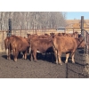 Image 3 : Midpoint Farms - 16 Red Angus X February/March Calving Bred Heifers (Drayton Valley, AB)