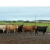 Image 6 : Kevin Szymanek - 770# June Delivery Heifers - 80 Head (Stauffer, AB)