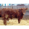 Image 2 : Justin Tateson - 1025# March Delivery Steers - 61 Head (Scandia, AB)