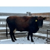 Crooked Creek Farms - 1 Brindle Cow (Pen 522)