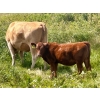 Image 6 : Wilson Grande Coulee Ranch - 600# Sept/Oct Delivery Heifer Calves - 30 Head (East Coulee, AB) VBP+