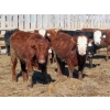 Image 9 : Little Rainbow Ranch - 725# March Delivery Steers - 84 Head (Moosomin, SK)
