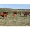 Image 3 : Hines Ranching Co. Ltd. - 525# November Delivery Steer Calves - 210 Head (Marwayne, AB)