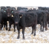 Image 9 : Little Rainbow Ranch - 22 Black & BBF Simm X Angus 3rd Calf Spring Calvers (Moosomin, SK)