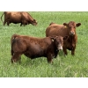Image 4 : Centreview Farms Ltd & Darcy Wold - 780# October Delivery Steer Calves - 80 Head (Mirror, AB)