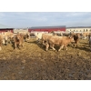 Image 8 : Brian Perillat - 725# April Delivery Steers - 70 Head (Linden, AB)