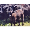 Image 6 : Wunder Farms - 550# October Delivery Steer Calves - 50 Head (Foam Lake, SK)