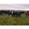 Image 5 : 7L Ranch - 935# October Delivery Grass Heifers - 63 Head (Lakeland, MB)