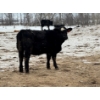 Image 7 : JDC AG - 900# June/July Delivery Heifers - 330 Head (Yorkton, SK)
