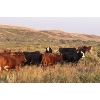 Image 6 : Wyatt & Meg Isaacson - 965# Sept/Oct Delivery Grass Steers - 315 Head (Killdeer, SK)