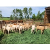 Image 3 : Pat Muehlen & Dave Johnson - 590# November Delivery Steer Calves - 100 Head (Vanderhoof, BC)