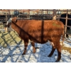 Image 2 : 98 Ranch - 1 Cow (Pen 117) *Later Calving*
