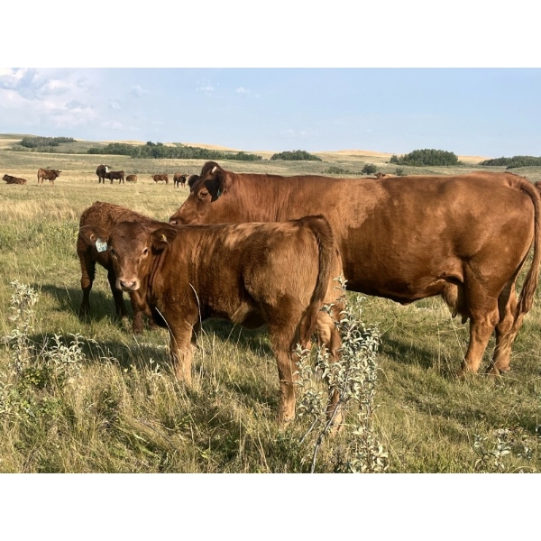 Generation Gap - 530# October Delivery Heifer Calves - 40 Head (Veteran, AB)