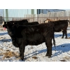 Image 8 : Greg Trewin - 26 BBF/BWF/Black Bred Heifers (Coulter, MB)