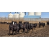 Image 2 : Ripple Rock Ranch - 700# June Delivery Heifers - 90 Head (Fincastle, AB)