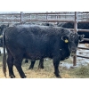 Image 4 : Crooked Creek Farms - 17 Black 4th Calvers (Pen 422)