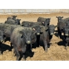 Image 2 : Van Hal Livestock Inc. - 33 Black Angus Replacement Heifers (Seven Persons, AB)