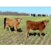 Image 9 : Johnson Livestock - 670# December Weaned Heifers - 90 Head (Peebles, SK) VBP+