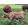 Image 5 : Dick Lawrence  - 650# October Delivery Heifer Calves - 85 Head (Pine Lake, AB)