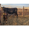 Image 2 : Jake Giesbrecht - 5 Black Heifer Pairs