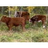 Image 5 : 141 Mile Ranch - 525# October Steer Calves - 95 Head (141 Mile House, BC) VBP+