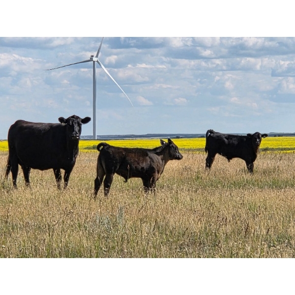 Tri Star Cattle - 580# October Delivery Steer Calves - 55 Head (Halkirk, AB)