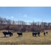 Image 2 : Moore Ranching - 600# November Delivery Steer Calves - 300 Head (Loon Lake, SK)