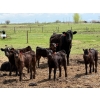 Image 9 : Kyle Torkelson - 10 Black 1st Calf Pairs (Millicent, AB)
