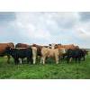 Image 3 : Double J Crop & Cattle Co.  - 650# September Delivery Steer Calves - 80 Head (Rimbey, AB)