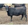Image 8 : Hegedys Ranching - 1025# June Delivery Heifers - 205 Head (Acme, AB)