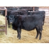 Image 8 : Martin DeVos - 860# March/April Delivery Heifers - 115 Head (Fork River, MB)