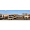 Image 8 : Cattlewood Farms Ltd. - 805# June/July Delivery Heifers - 75 Head (Fincastle, AB)