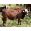 Image 4 : Marcinek Cattle Company - 780# October Delivery Steer Calves - 50 Head (Condor, AB)