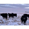 Image 2 : White Moose Ranches - 18 Black Angus X April/May Calvers (Turner Valley, AB)
