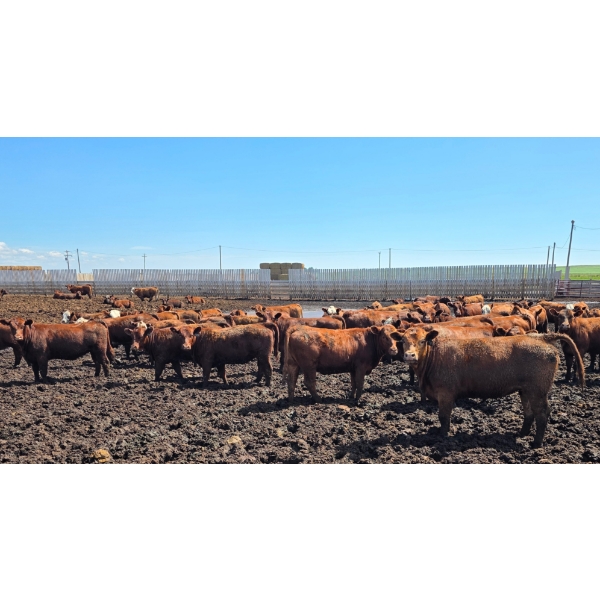 Cattlewood Farms Ltd. - 670# July Delivery Heifers - 87 Head (Fincastle, AB)