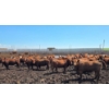 Image 1 : Cattlewood Farms Ltd. - 670# July Delivery Heifers - 87 Head (Fincastle, AB)