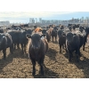 Image 2 : Pedersen Farms - 880# March Delivery Steers - 71 Head (Scandia, AB)