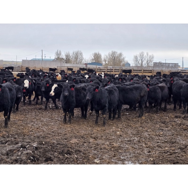 Amber Mountain Farms - 850# March Delivery Heifers - 200 Head (Fincastle, AB)