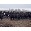 Image 1 : Amber Mountain Farms - 850# March Delivery Heifers - 200 Head (Fincastle, AB)