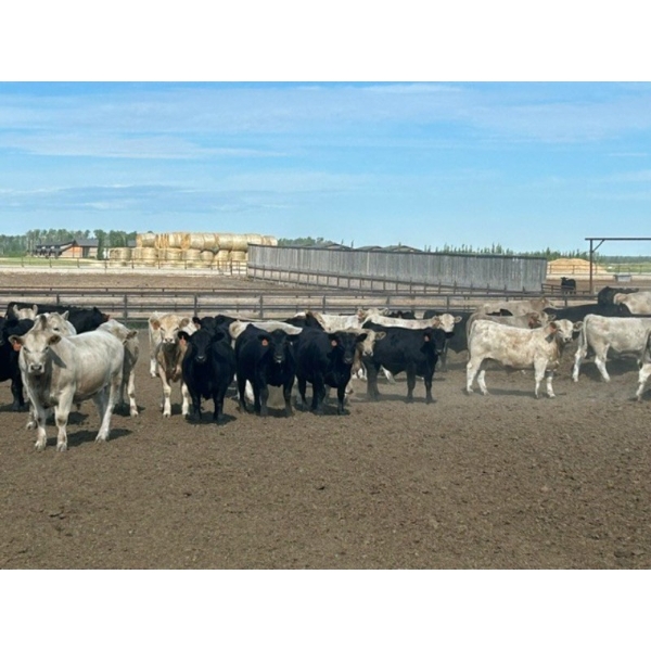 6U Cattle Company - 990# July Delivery Steers - 63 Head (Manning, AB) VBP+