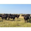 Image 5 : Wolverine Cattle Co. - 950# September Grass Steers - 240 Head (Guernsey, SK)