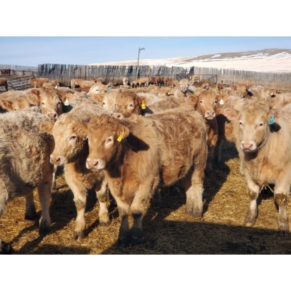 Forbes Bros. Ranching - 870# March Delivery Steers - 340 Head (Senlac, SK)