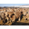 Image 2 : Forbes Bros. Ranching - 830# March Delivery Heifers - 265 Head (Senlac, SK)