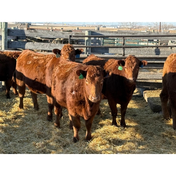 Fox Cattle Co. - 6 Bred Heifers (Pen 416)